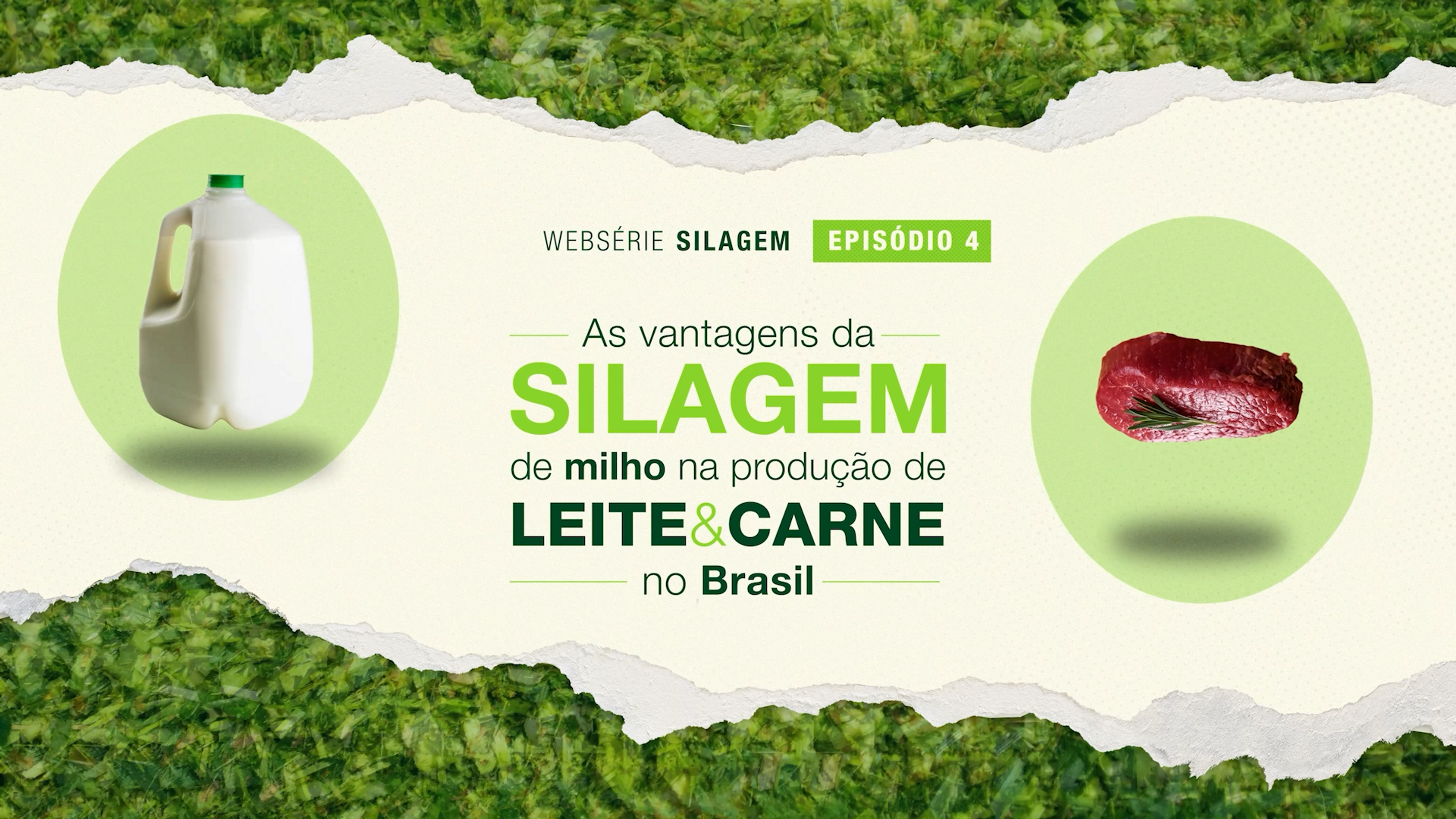 3960746 - Websérie Silagem Ep4